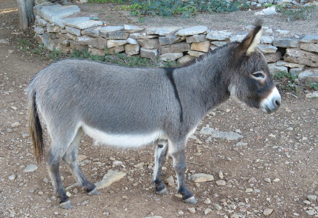 Ânes reproducteurs BBS élevage âne miniature américain